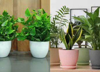 Top 5 Air Purifying Plants To Keep Your Indoor Air Clean and Healthy