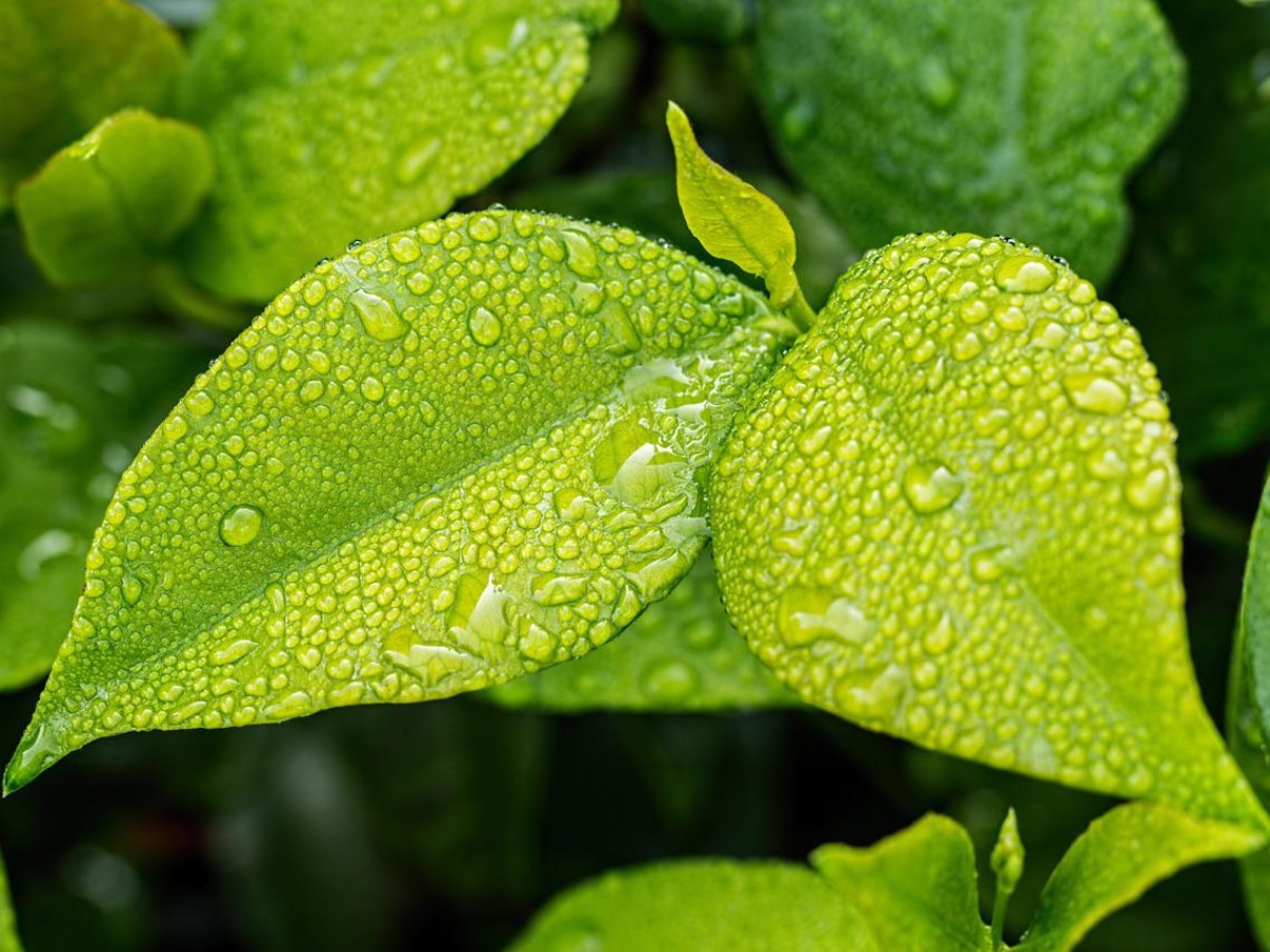 Research Suggests Stomata Doesn&rsquo;t Control Loss of Water From Plant Leaves