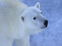 Polar Bear Fur's Natural Oil Prevents Ice Build-Up, Study Finds Polar Bear Fur's Natural Oil Prevents Ice Build-Up, Study Finds