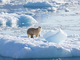 Scientists Discover Unique Group of Polar Bears Relying on Glacial Ice in Southeast Greenland Scientists Discover Unique Group of Polar Bears Relying on Glacial Ice in Southeast Greenland