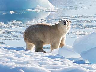 Bigger Temperature Changes Linked to Larger Extinction Events, Japanese Researcher Claims