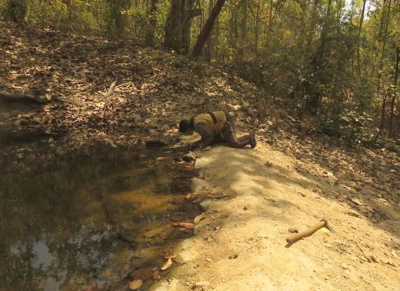 pretend tiger tara wildlife