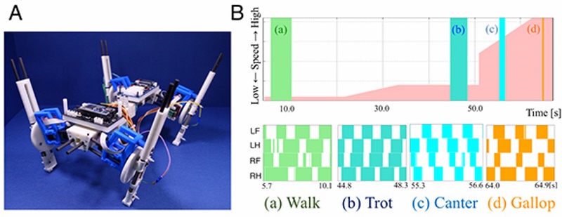 New Quadruped Robot Can Change Steps With Speed