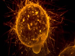 Cancer Treatment in Mice With Radioactive Beam Could Open Up a High-Precision Technique to Treat Humans Cancer Treatment in Mice With Radioactive Beam Could Open Up a High-Precision Technique to Treat Humans