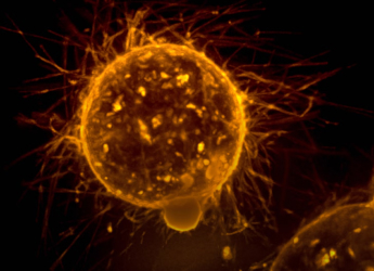 Cancer Treatment in Mice With Radioactive Beam Could Open Up a High-Precision Technique to Treat Humans