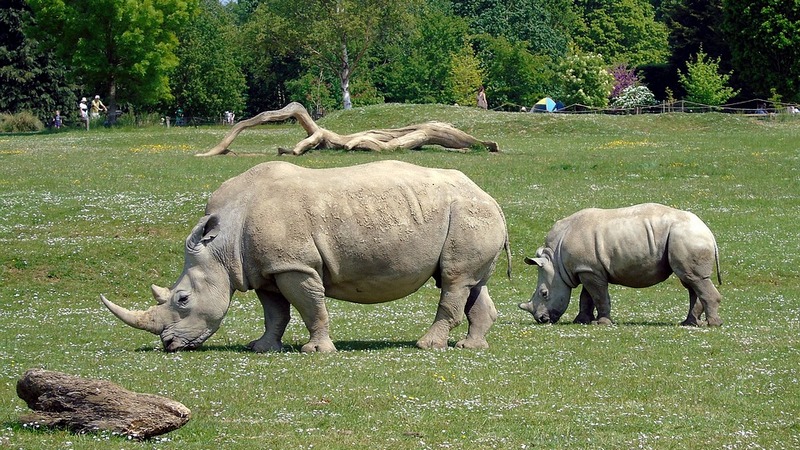 The Internet: A Dangerous Place for Wild Animals