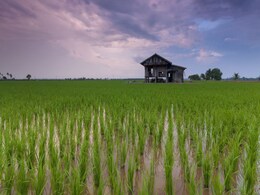 Climate Change Causes Decline in Rice Quality Across East Asia, New Study Suggests Climate Change Causes Decline in Rice Quality Across East Asia, New Study Suggests