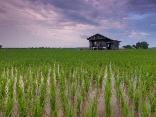 Climate Change Causes Decline in Rice Quality Across East Asia, New Study Suggests