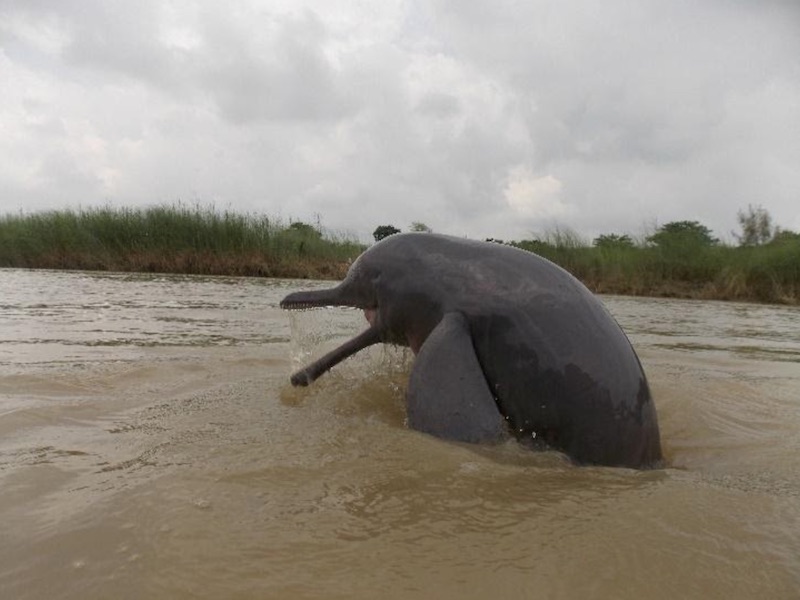 Play Date Between Bolivian River Dolphins and Anaconda Leaves Trail of Questions