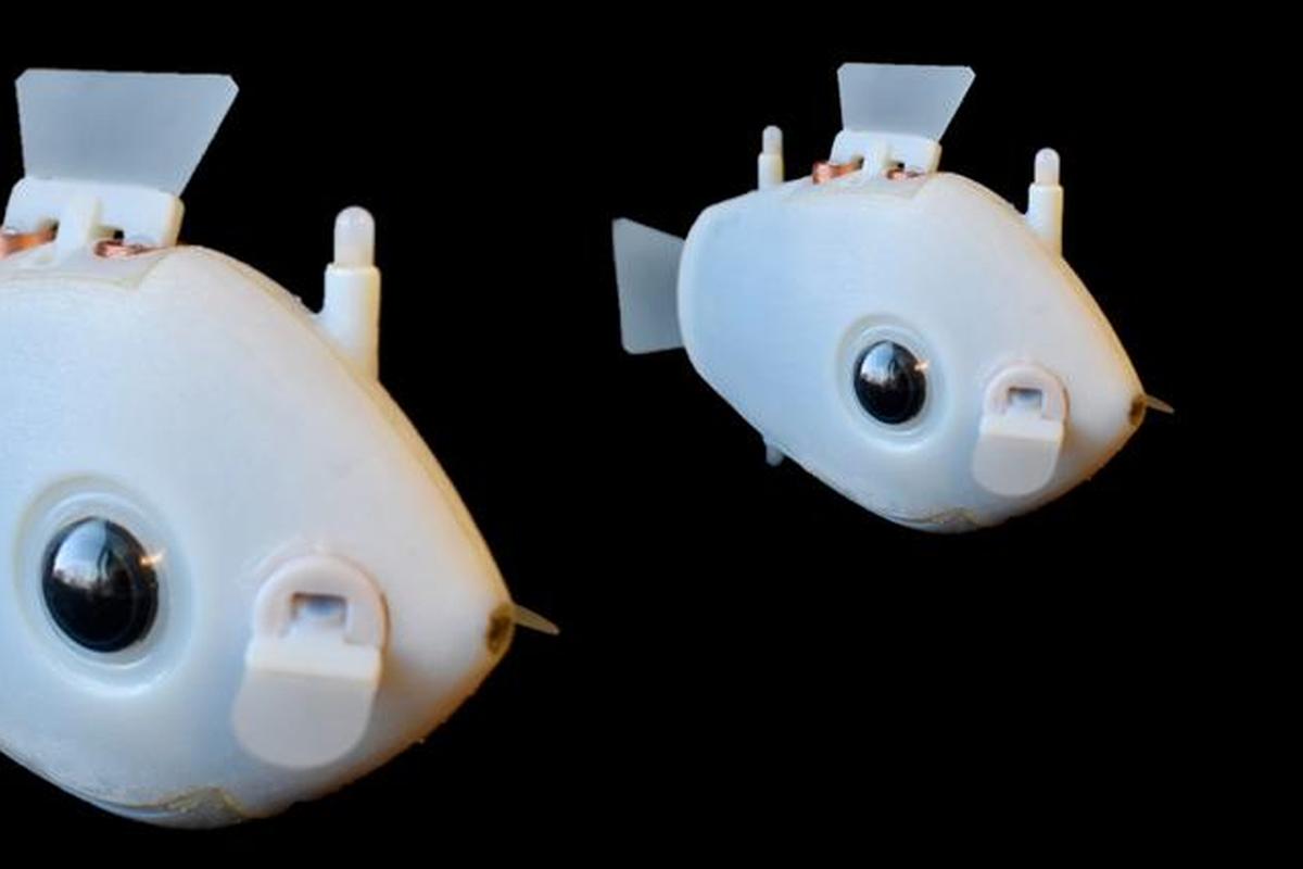 Scientists Create &lsquo;Bluebot&rsquo;, Underwater Robots That Swim Like Schools of Fish