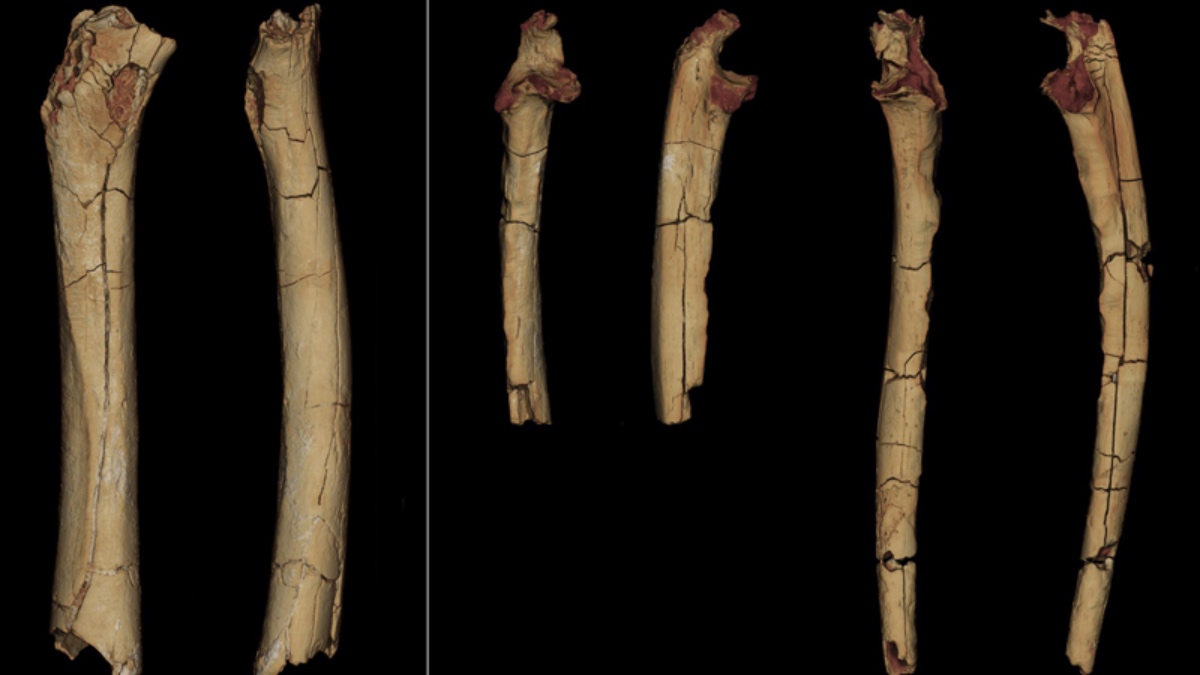 Humans Have Been Walking on Two Legs Since 7 Million Years, Fossil Analysis Reveals