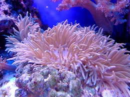 Scientists Discover Sea Coral With Chemicals That Can Help in Cancer Treatment Scientists Discover Sea Coral With Chemicals That Can Help in Cancer Treatment