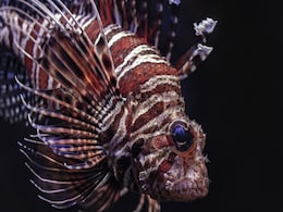 Strange Fish Species Might Be Able to Taste Using Its Crab-Like Legs, Study Claims Strange Fish Species Might Be Able to Taste Using Its Crab-Like Legs, Study Claims