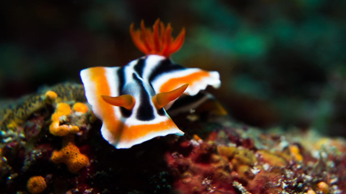 Artificial Intelligence Has a Lot to Learn From Sea Slug, Study Suggests