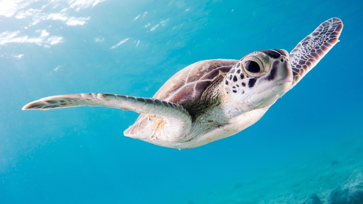 Is Climate Change Leading to Dearth of Male Sea Turtles in Florida?