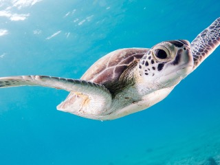 Is Climate Change Leading to Dearth of Male Sea Turtles in Florida?
