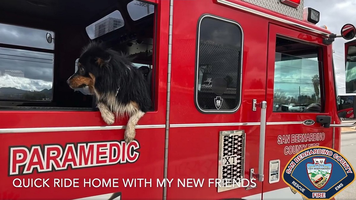 Dog Wearing AirTag Rescued From Storm Water Drain by Firefighters: Report