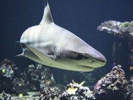 Shark Gut Design Enables Valve-Free Pipes for Efficient Fluid Flow, New Study Suggests Shark Gut Design Enables Valve-Free Pipes for Efficient Fluid Flow, New Study Suggests