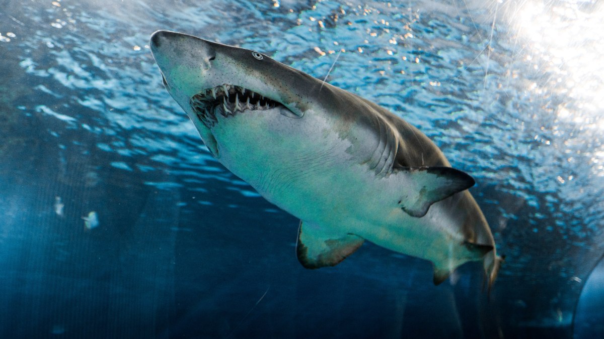 Sharks' Diversity Remained Static When End-Cretaceous Mass Extinction Wiped Out Dinosaurs: Study