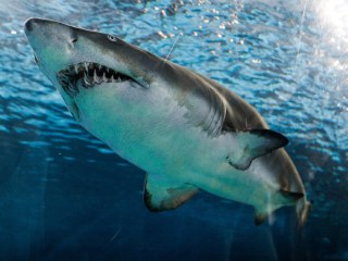 Sharks&#039; Diversity Remained Static When End-Cretaceous Mass Extinction Wiped Out Dinosaurs: Study