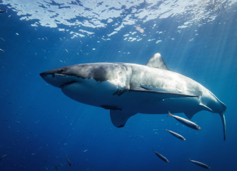 Great White Sharks Gather at a Mysterious Spot in the Pacific Ocean Called White Shark Caf&eacute;