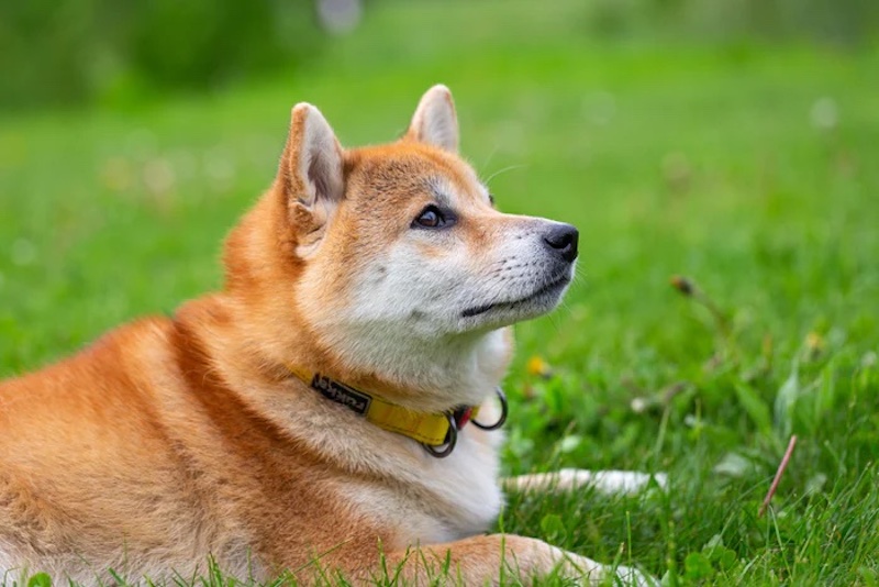 SHIB Whale Buys 6.3 Trillion Shiba Inu Tokens Over Two Days, Boosting Prices