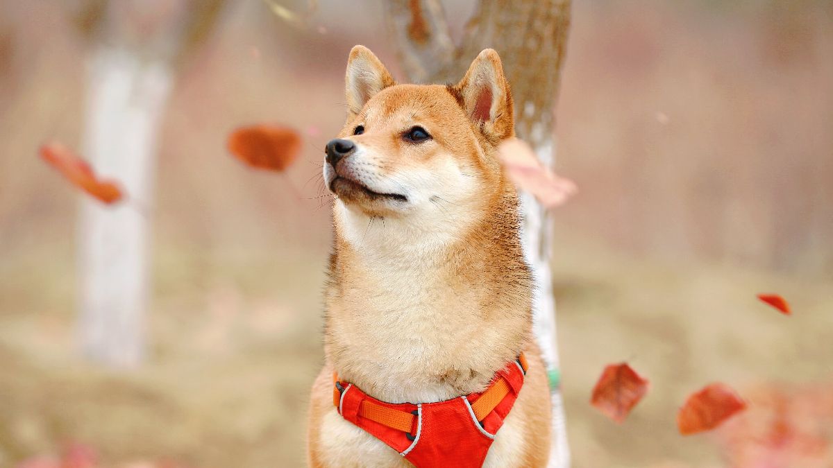 Shiba Inu's Rallies Are Greatly Influenced by Decisions Made by 8 Crypto Whales
