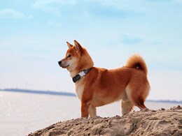 Dogecoin - What I Hate, Love, and Fear About the Cryptocurrency Dogecoin - What I Hate, Love, and Fear About the Cryptocurrency