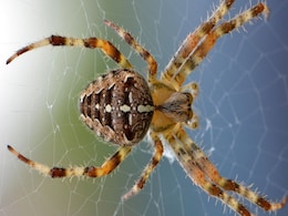 Mind-Controlling Fungus That Turns Spiders into Zombies Found in Ireland Mind-Controlling Fungus That Turns Spiders into Zombies Found in Ireland