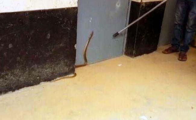 Cobra Causes Panic At Bengaluru Polling Booth, No Voting For 20 Minutes