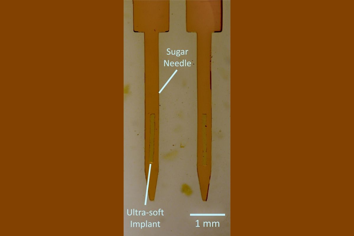 Sugar-Coated Brain Implants: Scientists Find Sweet Solution to a Hard Problem