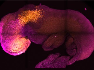 Synthetic Mouse Embryo With Developed Brain Grown Using Stem Cells