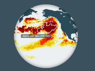 Human Activity Creates Systemic Warming Pool in the Pacific Ocean; Causing Loss of Aquatic Wildlife, Ecology