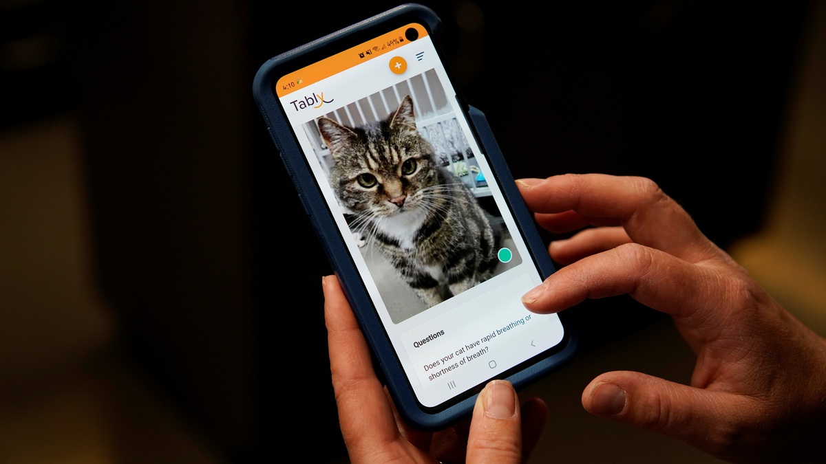 Feline Okay? Tably App Can Tell You if Your Cat's Happy