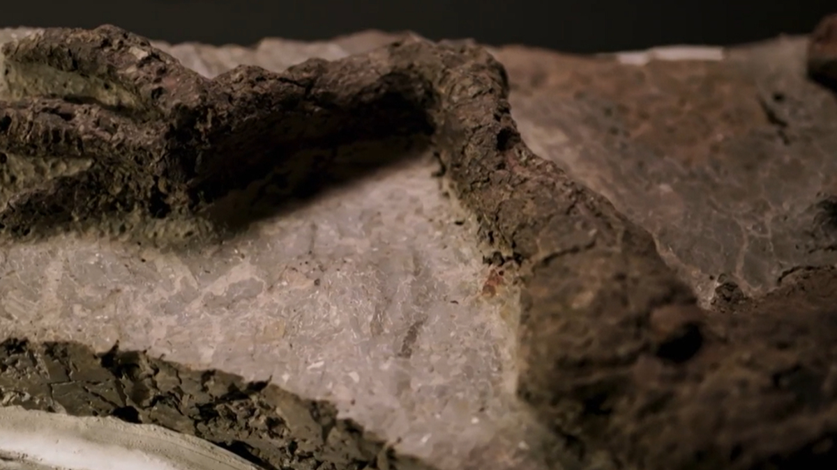 Scientists Find First Dinosaur Fossil Directly Linked to Asteroid Strike