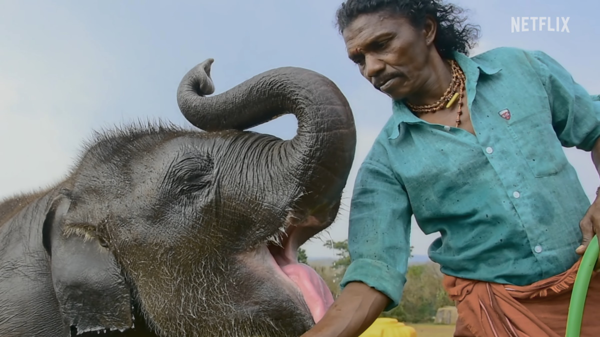 The Elephant Whisperers Trailer Shows the Heartwarming Tantrums of an Orphaned, Baby Elephant