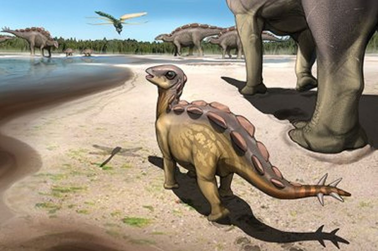 Cat-Sized Stegosaur's 6cm Long Footprints Found in China