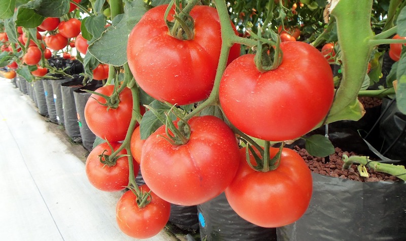 Meet the Indian Startups That Want You to Grow Your Own Food