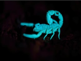 Seeing in the Dark: Tools Nature Researchers Use for Nocturnal Observations Seeing in the Dark: Tools Nature Researchers Use for Nocturnal Observations