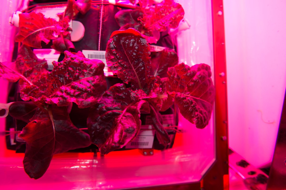 Researchers Grow ‘Space Lettuce’ That May Help Astronauts Maintain Bone Health