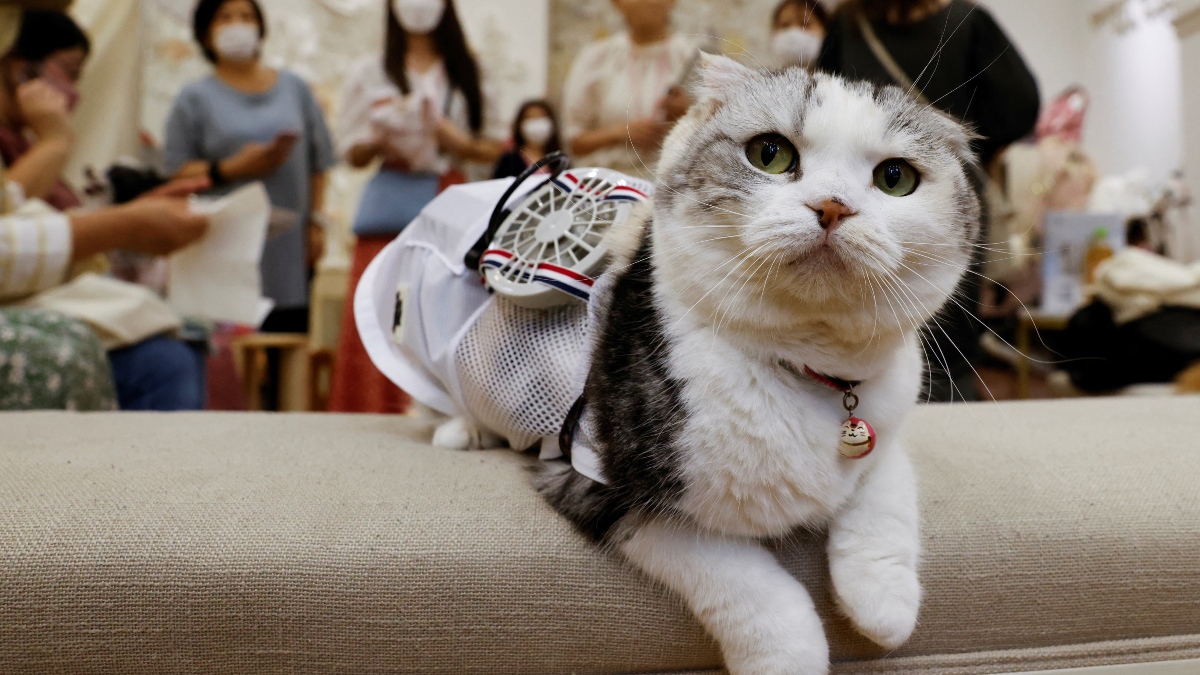 Wearable Fan Helps Cats and Dogs Beat the Heat in Japan’s Scorching Summer