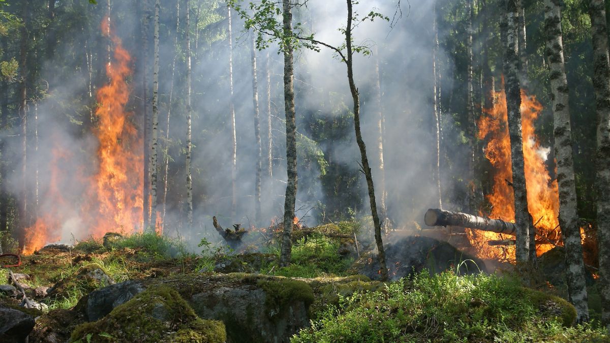 World’s Oldest Wildfires Date Back 430 Million Years, Shed Light on Earth’s Flora and Oxygen Levels Then
