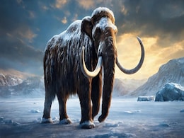 Last Woolly Mammoths Extinction Mystery: New Genetic Insights Revealed Last Woolly Mammoths Extinction Mystery: New Genetic Insights Revealed