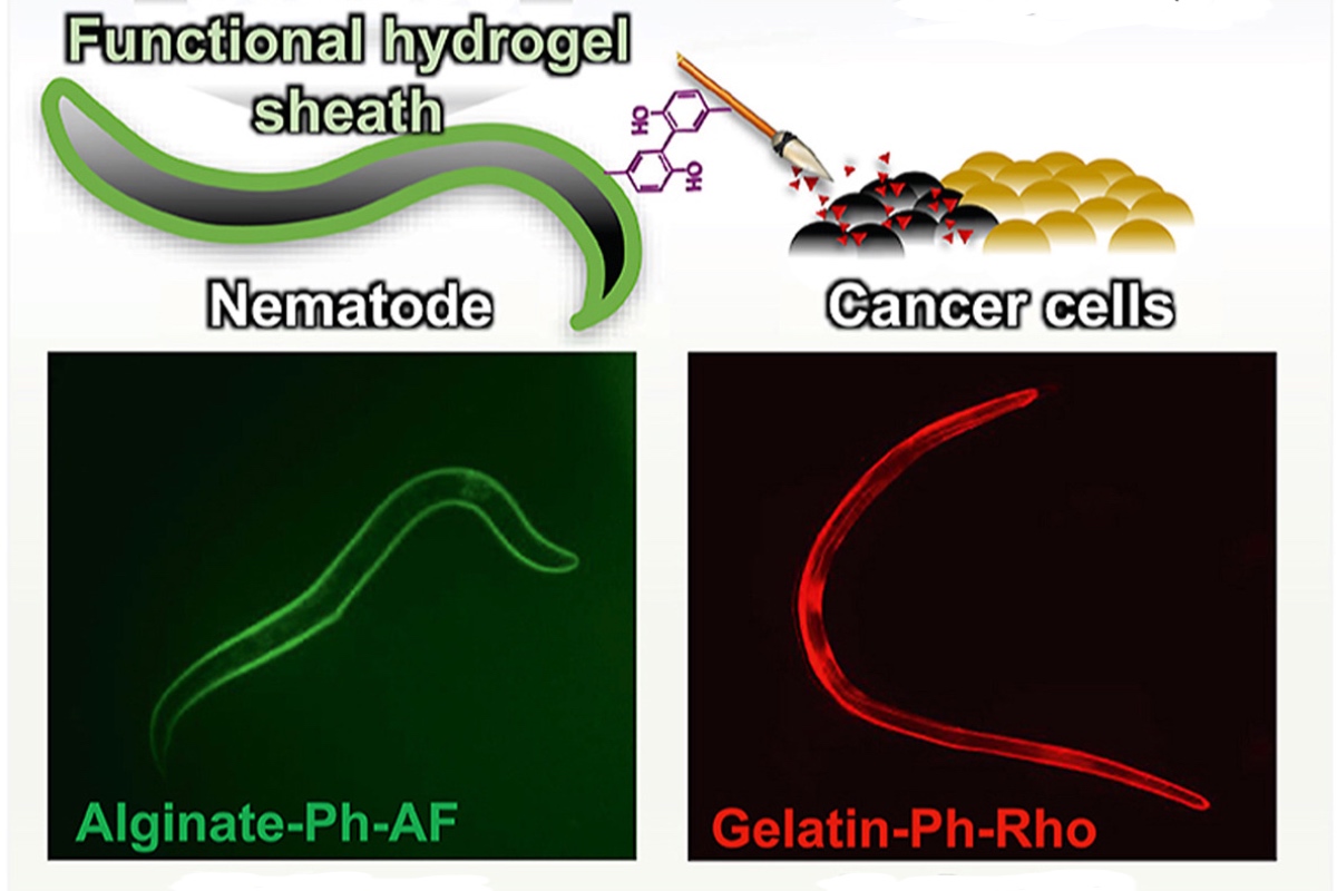 Hydrogel-Based Armour Developed for Worms to Carry Cancer Drugs to Tumours