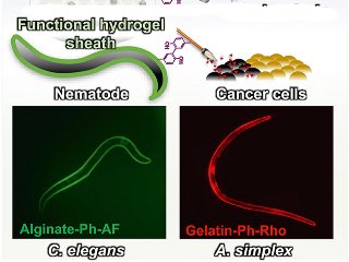 Hydrogel-Based Armour Developed for Worms to Carry Cancer Drugs to Tumours