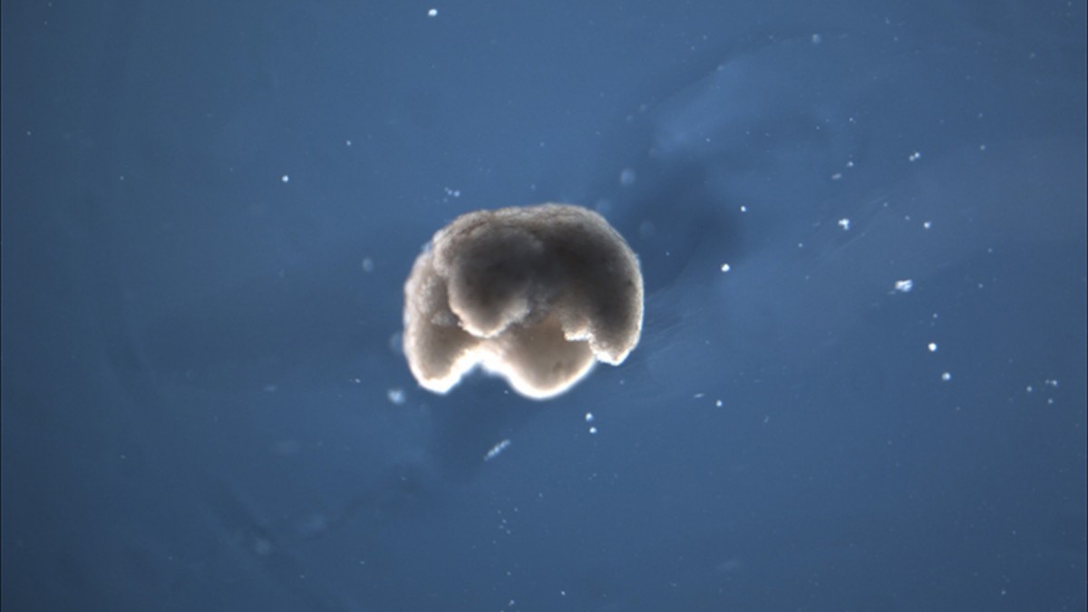 World's First 'Living Robots' Created by Scientists, Using Stem Cells