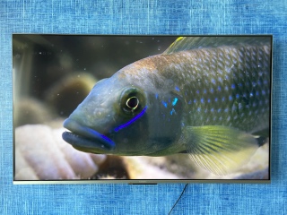 Xiaomi Mi TV 5X 55 Review: Improved, And Still Reasonably Priced