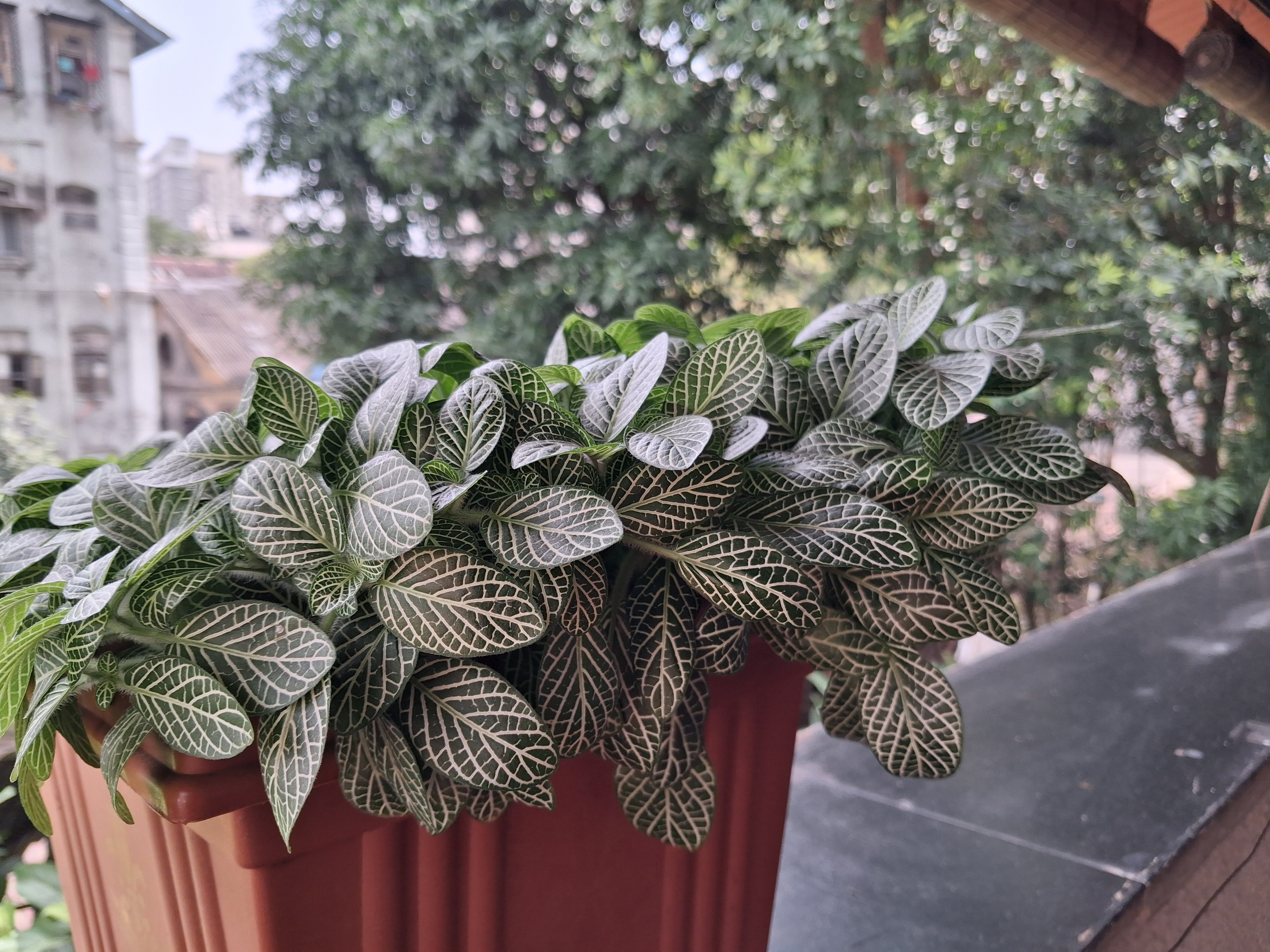 Samsung Galaxy M36 5G Camera Images