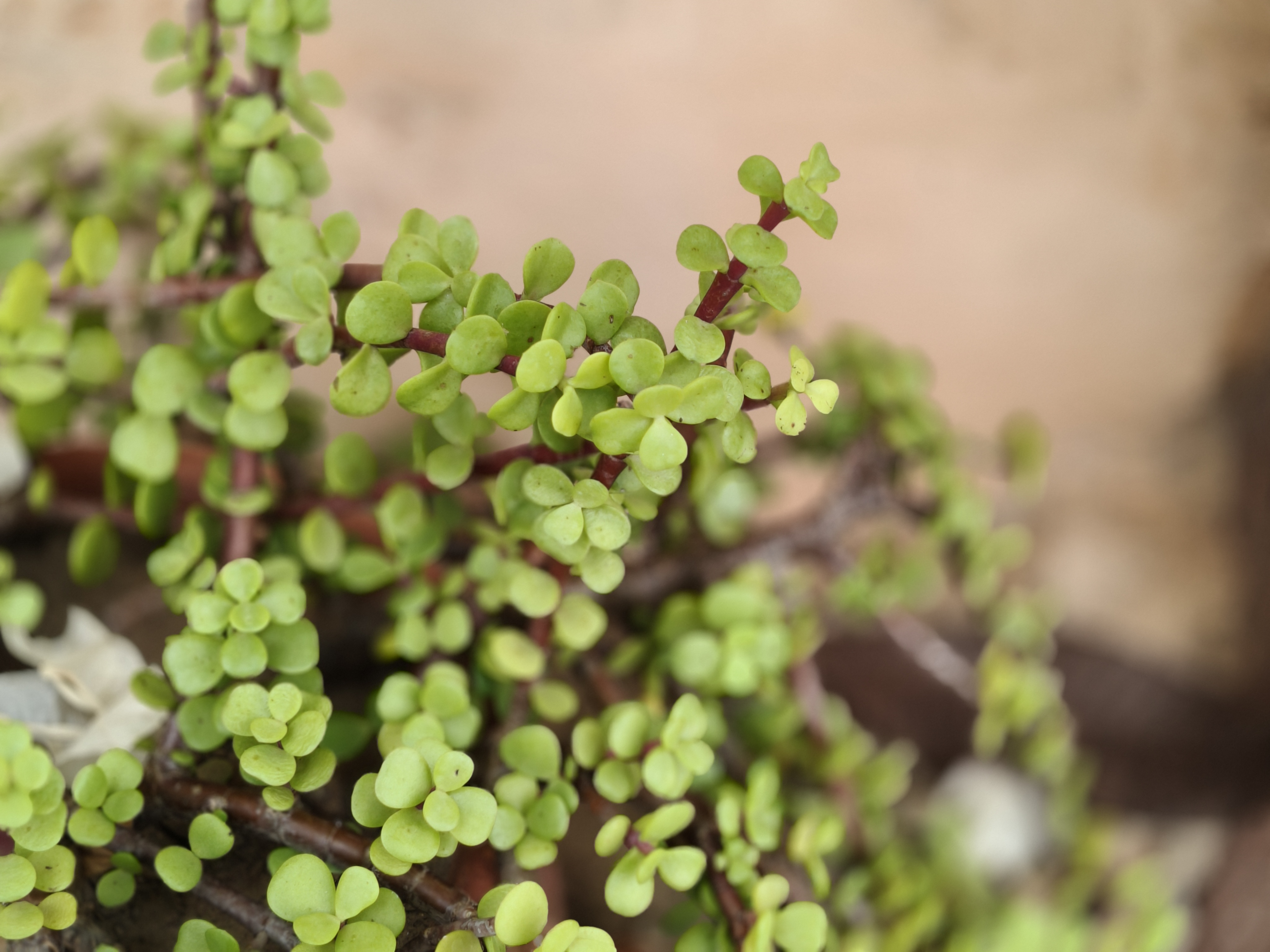 OPPO Reno 14 5G Camera Images