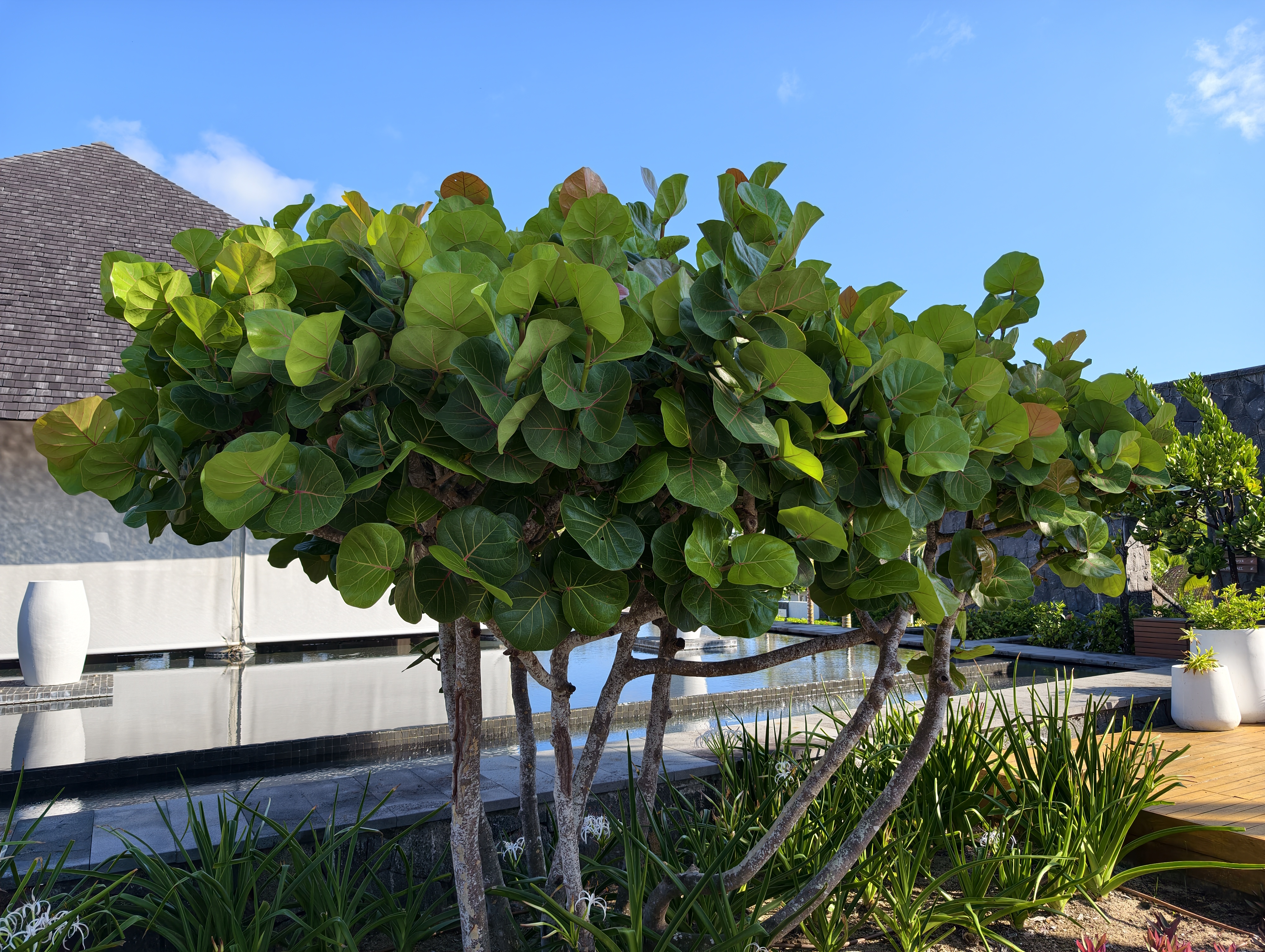 Vivo X300 Camera Images